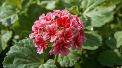Obraz premium Geranium blooming pink and red flowers with green leaves