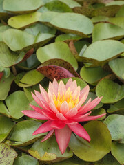 Seerose (Nymphaea spec.), Blattwerk mit Unsch&auml;rfeverlauf