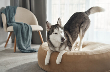 A Siberian husky stretches its front legs while standing on a soft dog bed. The room bright and...