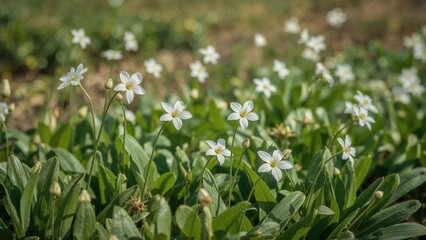 Organic potato flowers bloom naturally without genetic engineering in farm fields and gardens.