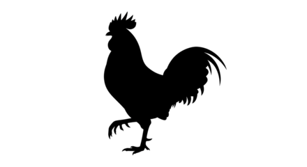 Black silhouette of a rooster standing on one leg isolated on transparent background
