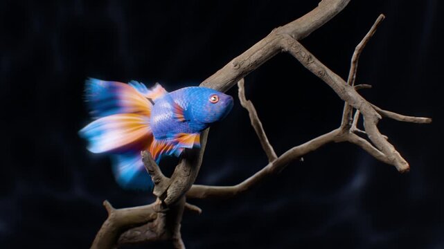 A blue and orange betta fish swims gracefully near a dry branch in a 4K horizontal frame. Detailed cloth simulation brings lifelike realism to its fins and tail in this cinematic underwater animation