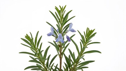 Fototapeta premium Rosemary herb flowering in spring