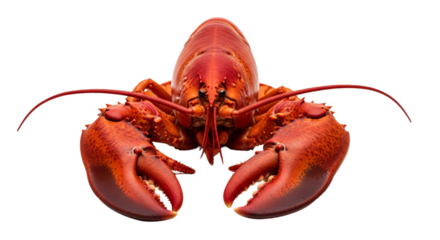 Whole lobster with vibrant red shell and claws showcased for luxury dining experience against a clean white backdrop