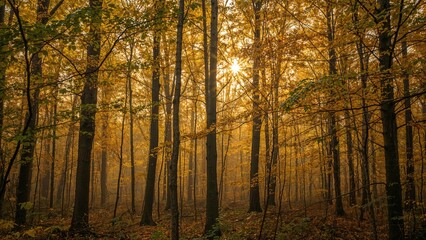 Fototapeta premium Forest with yellow fall leaves background, nature, wood, tree, landscape, light, leaf, forest, autumn, beauty