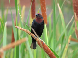 Chestnut-headed blackbird in natural habitat / perched on reed 