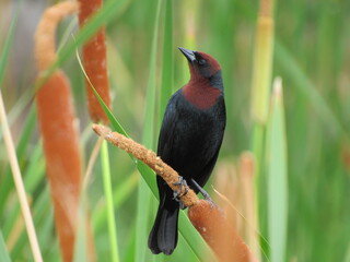 Chestnut-headed blackbird in natural habitat / perched on reed 