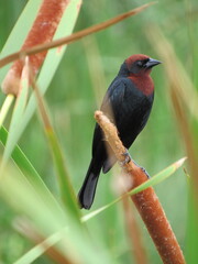 Chestnut-headed blackbird in natural habitat / perched on reed 