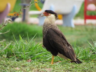 Southern Caracara standing on grass in park area