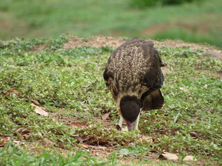 Southern Caracara feeding on the ground in natural habitat