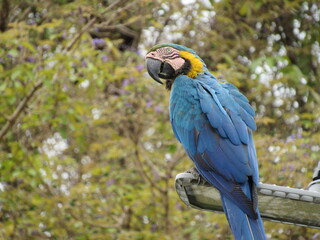 Blue-and-yellow macaw observing surroundings from light pole