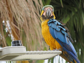 Macaw perched on light fixture under tropical sunlight