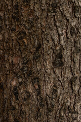 Detailed close up of dark brown rough oak bark. Rich detailed natural organic texture. Forest tree trunk. Rustic authentic background. Natural wilderness earthy organic atmosphere.