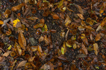 Top view autumn forest ground: open chestnut burrs, brown yellow dry leaves. Natural seasonal texture. Forest floor foliage. Warm melancholic autumn harvest natural biodiversity atmosphere.