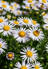 Fototapeta premium Close up of a bee pollinating white daisies in a sunny garden