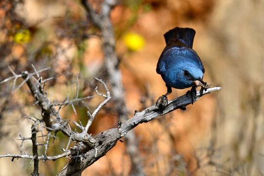 Blue rock thrush male with food in the beak // m&auml;nnliche Blaumerle mit Futter im Schnabel (Monticola solitarius) 