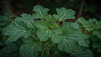 Green background. The leaves of the zucchini plant.
