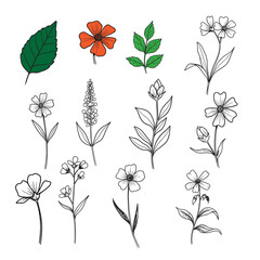 Collection of hand drawn botanical illustrations featuring various flowers and leaves in sketchy style