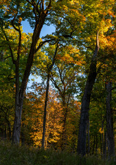 740-07 Autumn Morning