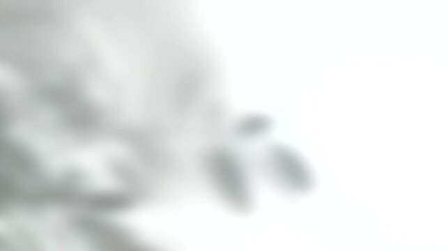 Abstract blurred leaf shadow moving on white background