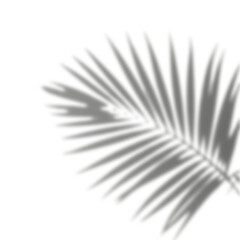 Dual Tropical Leaf Corner Shadow Overlay with Copy Space