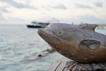 Delfin auf den Malediven