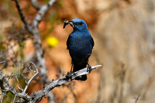 Blue rock thrush male with food in the beak // m&auml;nnliche Blaumerle mit Futter im Schnabel (Monticola solitarius) 
