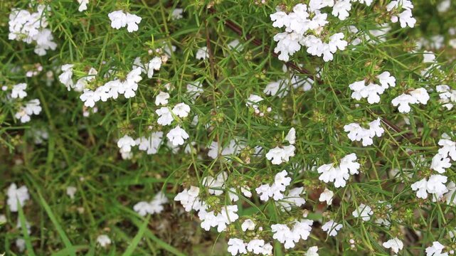 Coastal Rosemary (Westringia fruticosa) 'Seafoam White', South Australia