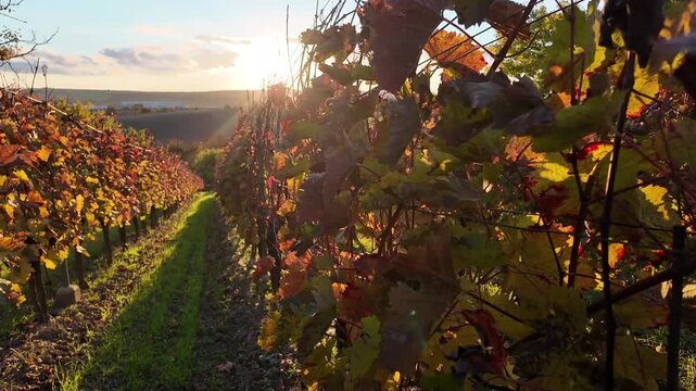 Walking through an autumn vineyard. Colorful autumn leaves in a grapevine. The concept of colorful autumn and autumn colors.