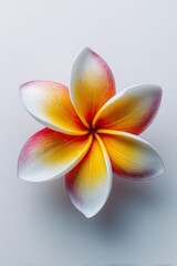 Fiore di plumeria sbocciato, bianco, giallo e rosa, in primo piano, su sfondo chiaro