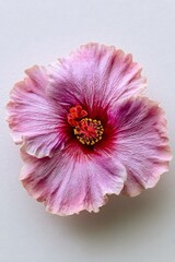 Vista dall'alto di un fiore di ibisco rosa, con petali delicati e sfumati.