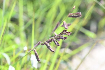 Echinochloa colona grass. Its common name jungle rice, wild rice, deccan grass, jharua grass and awnless barnyard grass. It is a type of wild grass originating from tropical Asia.