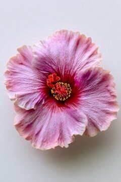 Vista dall'alto di un fiore di ibisco rosa, con petali delicati e sfumati.