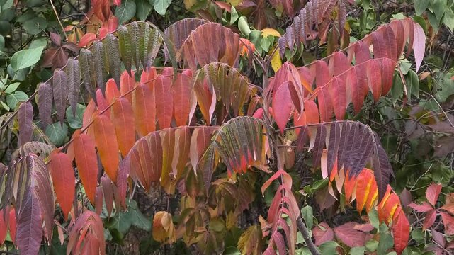 Close-up of sumac branches with vibrant autumn leaves transitioning from green to red. Set in a forest with soft sunlight and a winding path, this image captures seasonal beauty and natural detail.