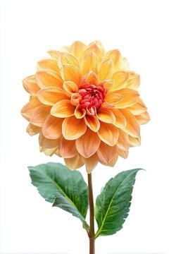 Fiore di dalia giallo isolata su sfondo bianco trasparente. Ripresa minimalista e ravvicinata.