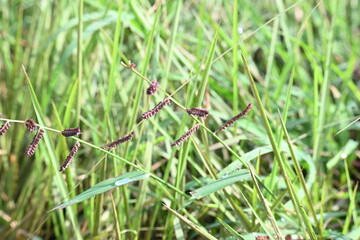 Echinochloa colona grass. Its common name jungle rice, wild rice, deccan grass, jharua grass and awnless barnyard grass. It is a type of wild grass originating from tropical Asia.