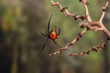 A close-up of a black widow spider (Latrodectus).