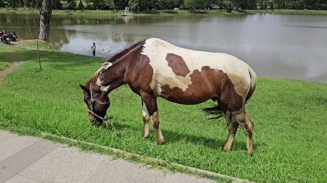 A sturdy, brown and white pinto horse grazes peacefully on lush green grass next to the calm waters of Xuan Huong lake in Da Lat, Vietnam.