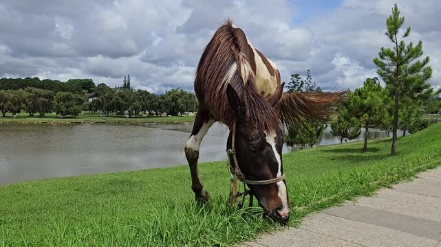 A sturdy, brown and white pinto horse grazes peacefully on lush green grass next to the calm waters of Xuan Huong lake in Da Lat, Vietnam.