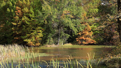 Coniferous and deciduous trees displaying autumn colors, along a small lake bordered by reeds and grasses.