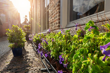 Sunlit Dutch Ootmarsum street lined with blooming flowers and green leaves along warm brick houses. Afternoon light and cobblestone texture create calm atmosphere of summer charm and timeless beauty