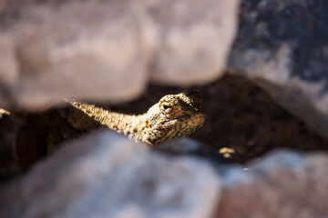 Agama lizard peaking out from a crack in the rock