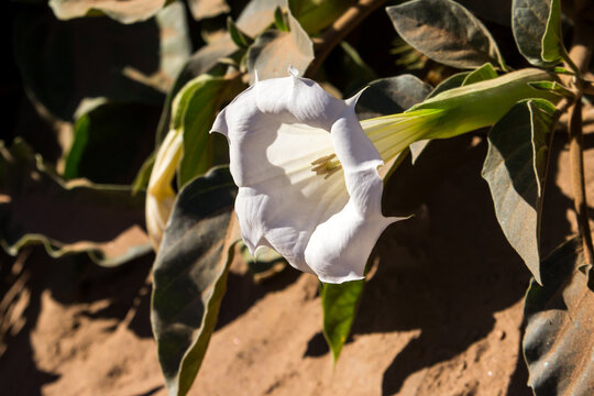 A large, spectacular white trumpet shaped flower of a Jimson weed (Datura stramonium), also known as a thornapple, growing on the sand river bank in the Fish River Canyon, Namibia.