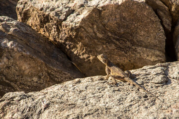 Scattered boulders within the Fish River Canyon in Namibia, with a well camouflaged western Rock Agama, Sunbathing on it