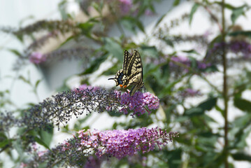 Old World Swallowtail or common yellow swallowtail (Papilio machaon) sitting on summer lilac in Zurich, Switzerland