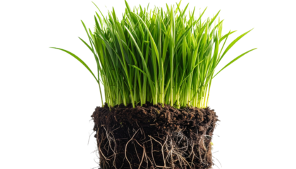 Tuft of Green Grass Growing Upward with Visible Roots and Soil Base, Side Angle Composition