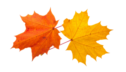 Two Maple Leaves in Orange and Yellow Tones Rotating in Air, Angled Perspective, Isolated on Transparent Background