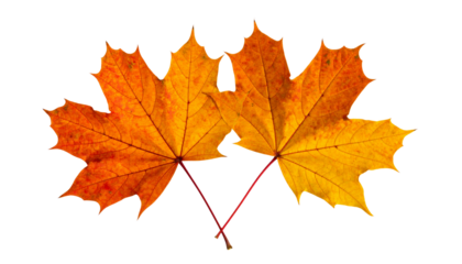 Two Maple Leaves in Orange and Yellow Tones Rotating in Air, Angled Perspective