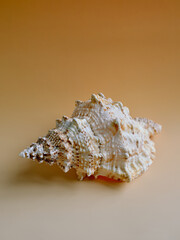 seashell on a black background