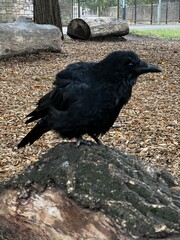 Close-up of a black bird (crow or raven) sitting on a rock in a park in Edinburgh, Scotland